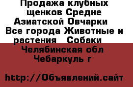 Продажа клубных щенков Средне Азиатской Овчарки - Все города Животные и растения » Собаки   . Челябинская обл.,Чебаркуль г.